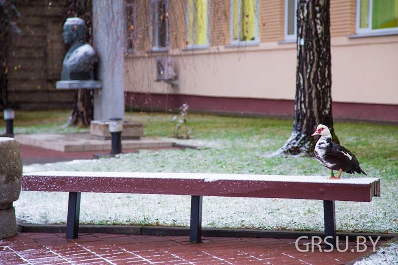 Да ГрДУ прыйшоў незвычайны студэнт