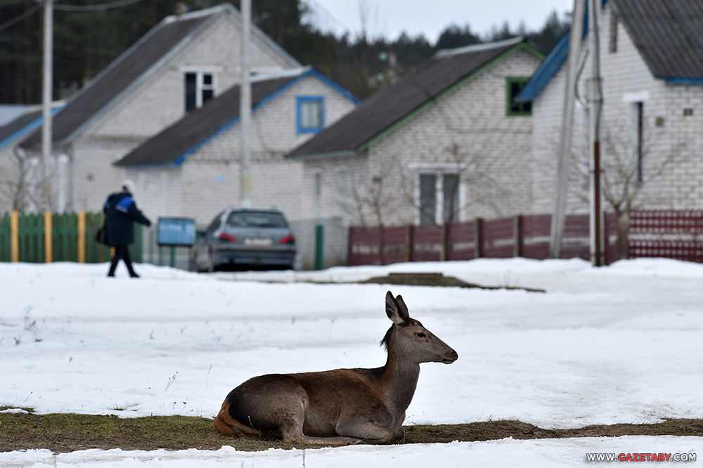 Замілаванне: аляніха прыйшла да людзей пад'есці