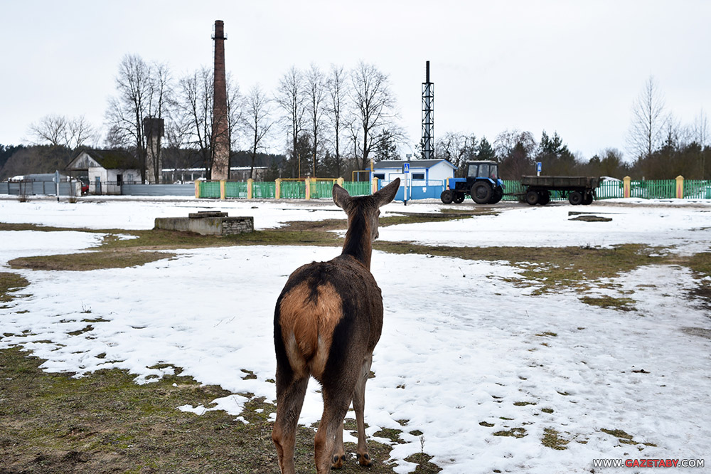 Замілаванне: аляніха прыйшла да людзей пад'есці