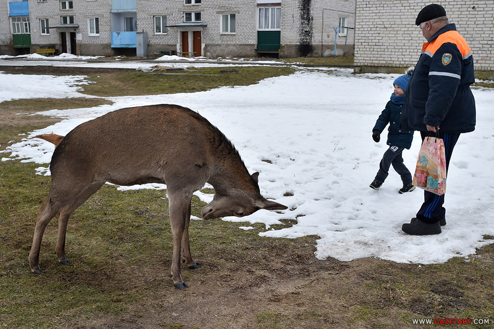 Замілаванне: аляніха прыйшла да людзей пад'есці