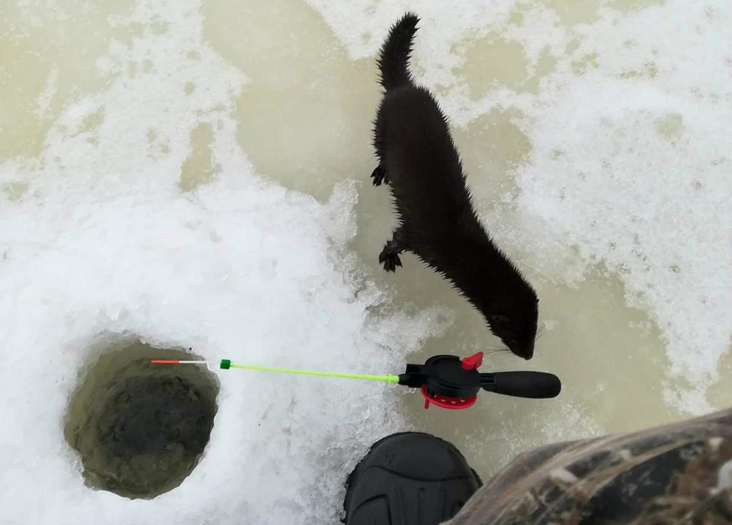 Выдра прыйшла пачаставацца на рыбалку ў Слонімскім раёне