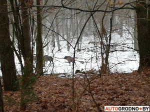 Кацяня-вандроўнік праехала праз усё Гродна ў маторным адсеку. Чым пагражае кот у машыне і як гэтага пазбегнуць? Кацяня-вандроўнік праехала праз усё Гродна ў маторным адсеку. Чым пагражае кот у машыне і як гэтага пазбегнуць?