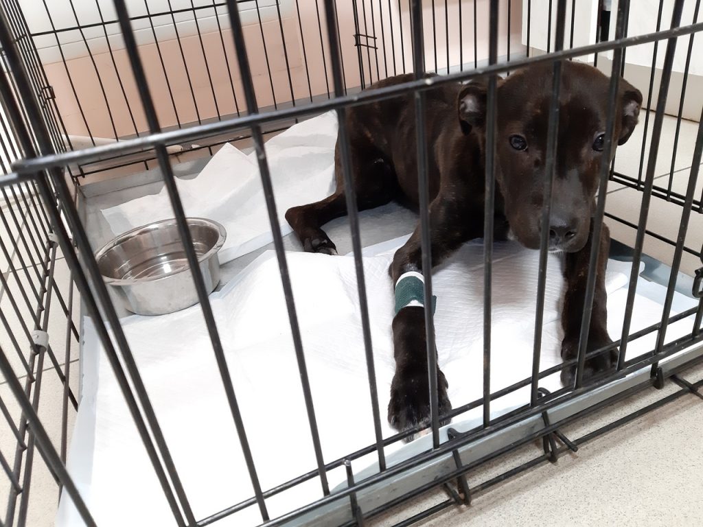 Гродзенец біў сабаку і пакінуў на марозе - завялі крымінальную справу