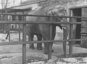 ВІДЭА: Гродзенскаму заапарку - 90 гадоў