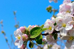 На магіле Свістуна ўсталююць помнік. Спонсарам будзе камнеапрацоўчы завод На магіле Свістуна ўсталююць помнік. Спонсарам будзе камнеапрацоўчы завод