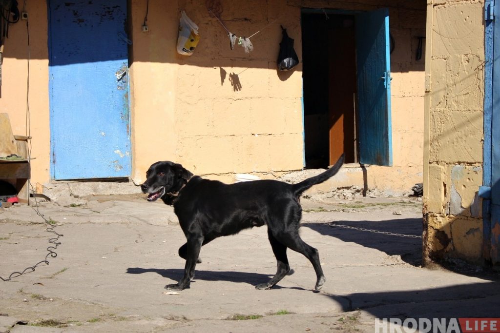 "Паспець да панядзелка". Як жыхары былой вёскі Дзевятоўка рыхтуюцца да зносу "Паспець да панядзелка". Як жыхары былой вёскі Дзевятоўка рыхтуюцца да зносу