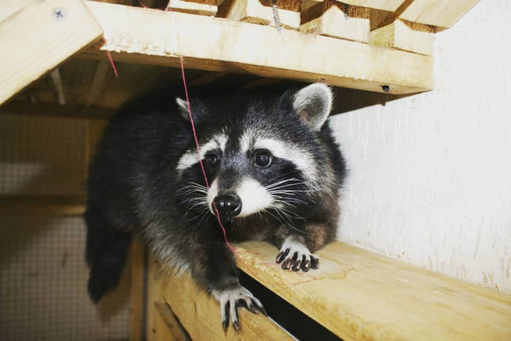 У Гродне праверылі кантактны заапарк: уладальнікам пагражае штраф да 1 275 рублёў