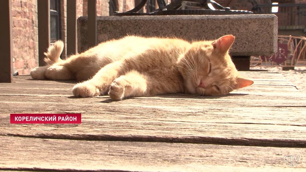 У Мірскім замку збіраюцца аформіць на працу двух катоў