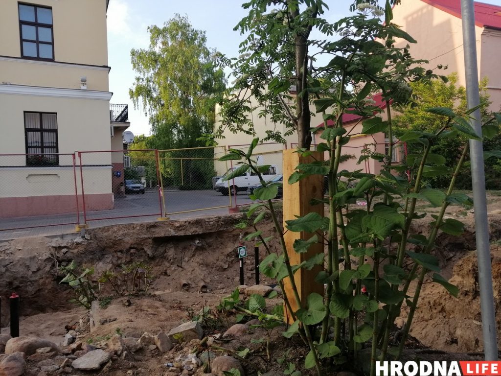 Відэафакт: Ламалі вішню экскаватарам, бо не было пілаў Відэафакт: Ламалі вішню экскаватарам, бо не было пілаў