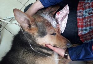 У Смаргонскім раёне сусед скраў у мясцовага жыхара дзесяць трусаў