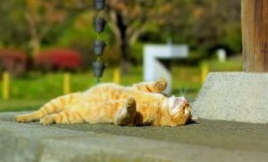 2020 год у Гродзенскай вобласці стаў самым цёплым з 1945-га 2020 год у Гродзенскай вобласці стаў самым цёплым з 1945-га