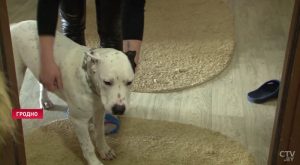 Радзей купайце і выкарыстоўвайце дзіцячы крэм. Як клапаціцца аб сабаках зімой – парады грумера Радзей купайце і выкарыстоўвайце дзіцячы крэм. Як клапаціцца аб сабаках зімой – парады грумера