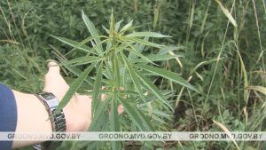 З 10 красавіка ў Гродне ўводзіцца забарона на наведванне лясоў З 10 красавіка ў Гродне ўводзіцца забарона на наведванне лясоў