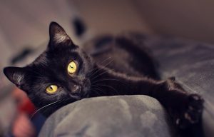 У Гродне старога каня прадаюць на мяса. Як можна дапамагчы жывёлам-пенсіянерам? У Гродне старога каня прадаюць на мяса. Як можна дапамагчы жывёлам-пенсіянерам?