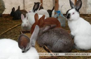 Ударылі сякерай або лапатай: у Альшанцы зноў жорсткае абыходжанне з жывёламі Ударылі сякерай або лапатай: у Альшанцы зноў жорсткае абыходжанне з жывёламі