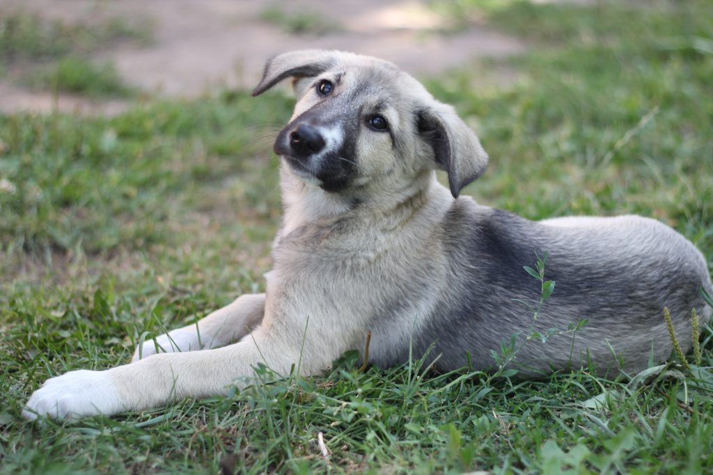 Чыпіраванне і наморднікі. У Беларусі абмяркоўваюць новыя правілы абыходжання з жывёламі