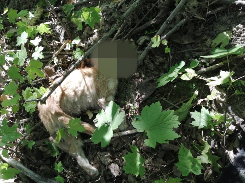 Трупы катоў і сабак знайшлі ў Гродне каля Пункта часовага ўтрымання жывёл