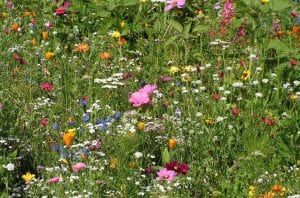 Хочаш каб у Гродне з'явіліся газоны-кветнікі? Падтрымай петыцыю!