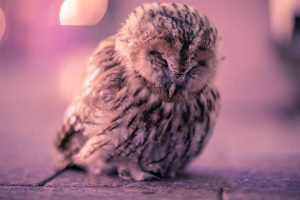 У цэнтры Гродна пасяліўся бусел. Гараджане паспрабавалі яму дапамагчы, але выйшла не адразу У цэнтры Гродна пасяліўся бусел. Гараджане паспрабавалі яму дапамагчы, але выйшла не адразу