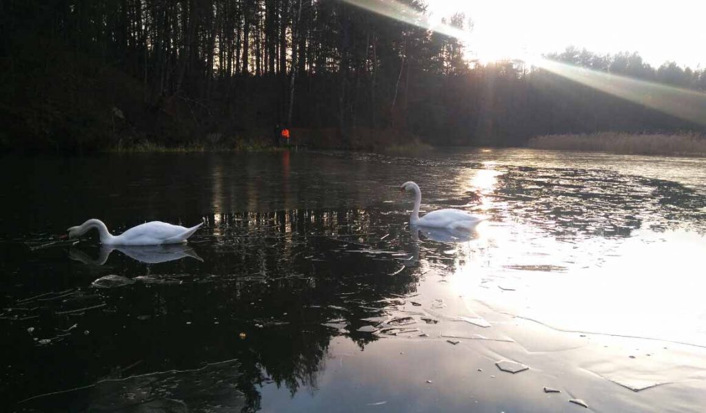 Пад Гродна ўчастковы пазычыў у дачніка лодку, каб выратаваць лебедзяў Пад Гродна ўчастковы пазычыў у дачніка лодку, каб выратаваць лебедзяў