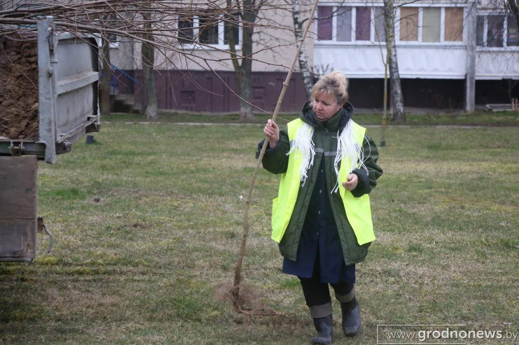 У Гродне высадзяць 1600 дрэў і 2500 хмызнякоў