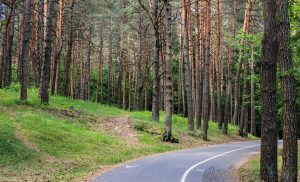 З 10 красавіка ў Гродне ўводзіцца забарона на наведванне лясоў