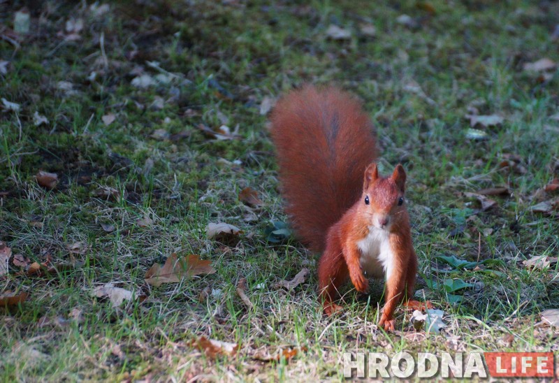Навошта вавёркам плот, а вазочнікам – пандусы. Камунальнікі то чуюць Юлю Каляду, то не чуюць, а яна ўсё роўна піша Навошта вавёркам плот, а вазочнікам – пандусы. Камунальнікі то чуюць Юлю Каляду, то не чуюць, а яна ўсё роўна піша