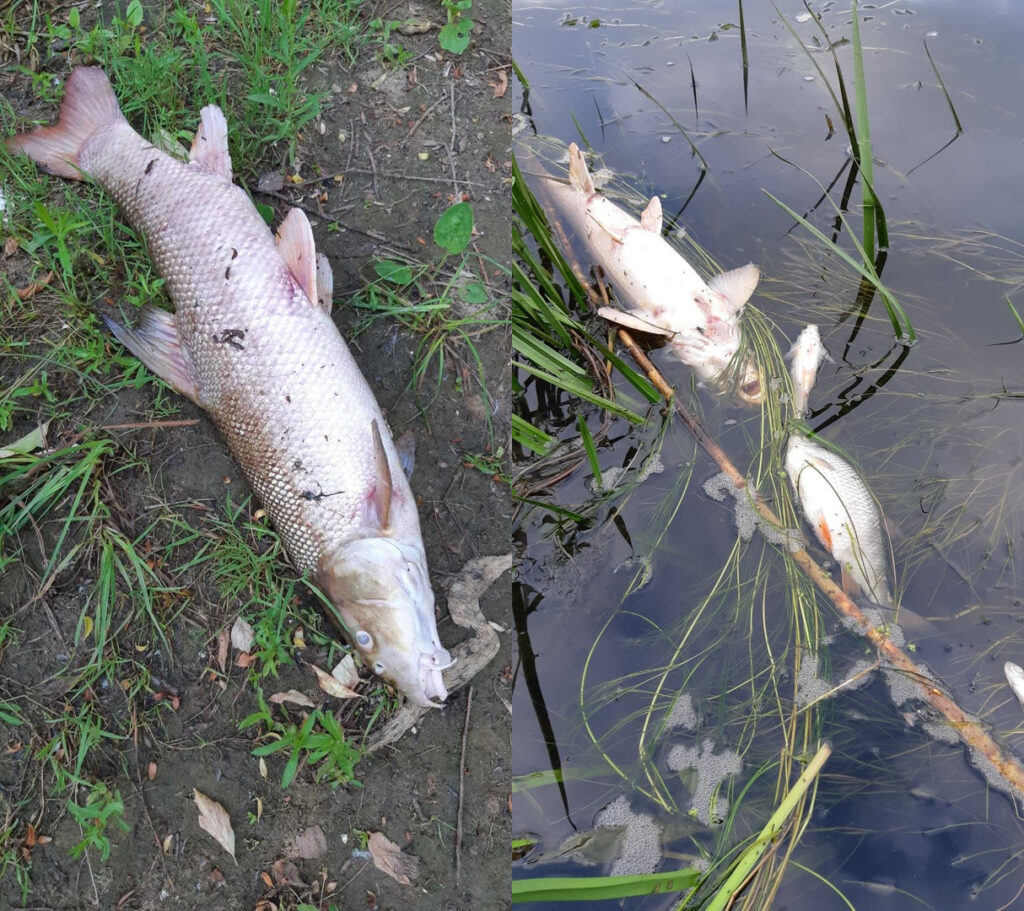 У Літве апублікавалі першыя вынікі пробаў вады з Нёмана У Літве апублікавалі першыя вынікі пробаў вады з Нёмана