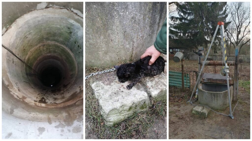 Ратавальнікі дасталі з глыбокага калодзежа бяздомнае кацяня ў Гродзенскай вобласці