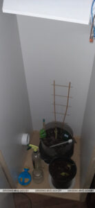 конопля в шкафу