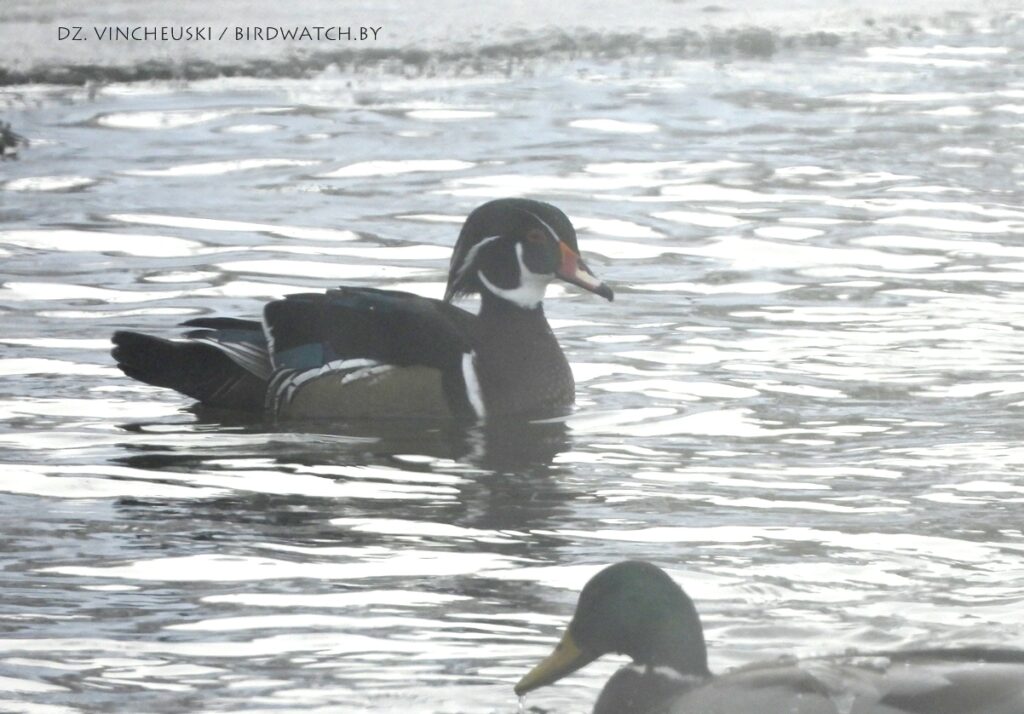 У маразы пад Гродна знайшлі новы від птушак для Беларусі – качку-каралінку
