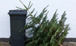 Як пазбавіцца ад навагодняй ялінкі ў Гродне? Як пазбавіцца ад навагодняй ялінкі ў Гродне?