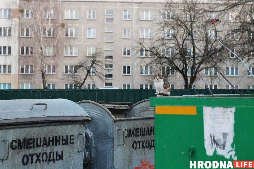 Як дапамагчы бяздомным жывёлам і не нашкодзіць сабе?