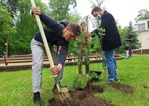 У Гродне будуць ратаваць каштаны - на гэта выдаткуюць амаль 400 тысяч еўра Журналісты Hrodna.life высаджваюць дрэвы ў парку Жылібера, 5.06.2020. Фота: Ірына Новік