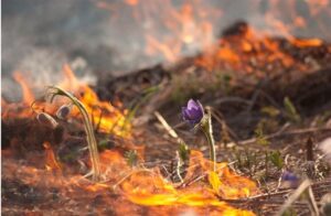 весенние палы весенние палы