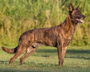 Смаргонскія памежнікі купяць службовую аўчарку. Колькі яна каштуе? Смаргонскія памежнікі купяць службовую аўчарку. Колькі яна каштуе?