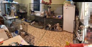 У СВК Гродзенскага раёна каля 100 галоў жывёлы давялося зарэзаць з-за халатнасці заатэхніка