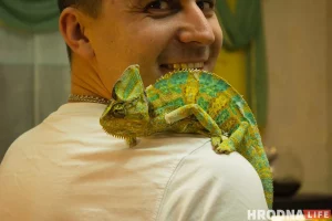 "Хтосьці кагосьці заўсёды можа з'есці". Як гродзенец трымае дома экзатычных жывёл экзотические животные хамелеон дома Гродно