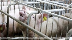 Сцёкі свінакомплексу патрапілі ў лес пад Гродна. На разгляд праблемы сышоў амаль год свинья парсючок