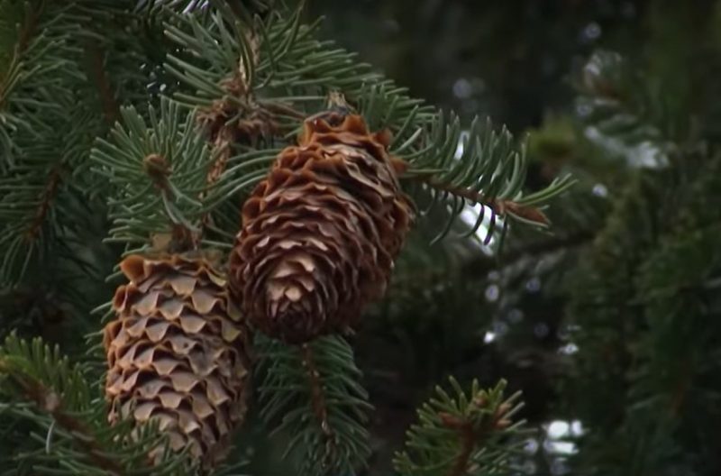 Зіма - час збору ўраджаю. Як у Гродзенскай вобласці вырошчваюць шышкі для ўсёй Беларусі