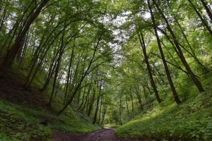 Парк Панямунь