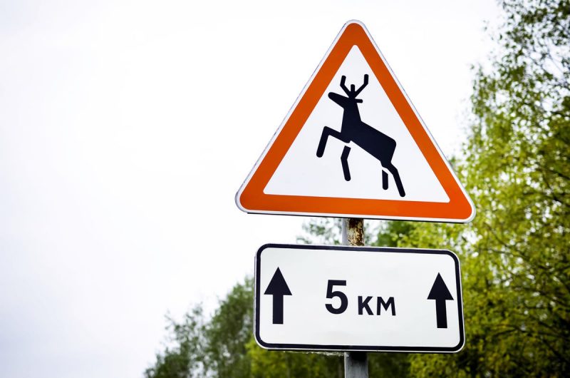 Дзікія жывёлы на дарозе: чаму з’яўляюцца і што рабіць кіроўцам? дзікая жывёла на дарозе, дарожны знак з аленем
