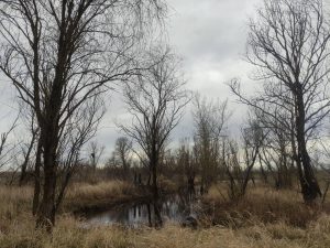 Беларускія балоты