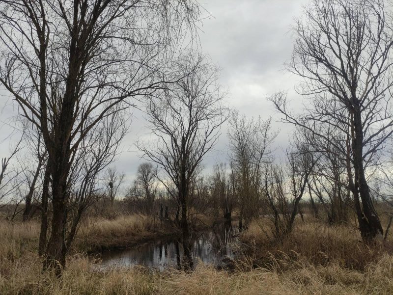 Каля Котры паўторна забалоцяць тарфянік. Яго разбурылі пры торфаздабычы Беларускія балоты