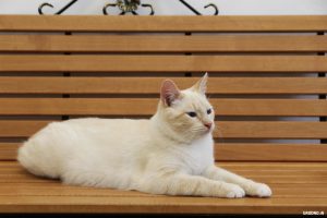 Гродзенскае котакафэ пераязджае. А вы наогул ведалі пра яго існаванне? Котакафэ