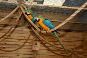 У Гродне адкрылася новая “Папугайня”: гэтым разам у Triniti Папугайня ў Гродне