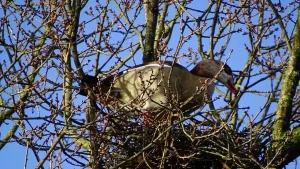 Нільскі гусь