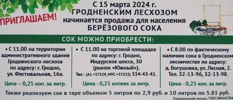 Цены на березовый сок в 2024 году в лесхозе Гродно