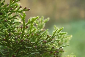 Выкапаў больш за 100 туй. У Гродне затрымалі мужчыну, які 8 гадоў выкрадаў дрэўцы Туя, хвоя