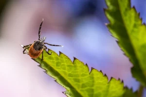 У Гродне апрацоўваюць зоны адпачынку ад кляшчоў: графік і месцы іксодавыя кляшчы ў Гродне